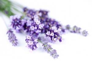Fleurs de lavande